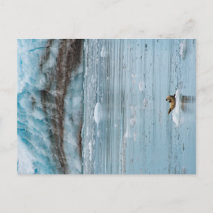 Carte Postale Sceau de port Kenai Fjords Alaska