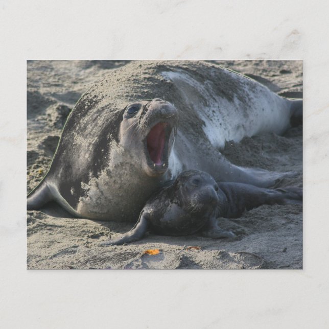 CARTE POSTALE - Sceau éléphant (Devant)