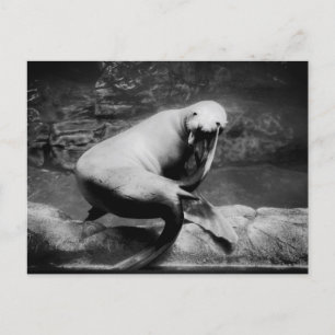 Carte Postale Sceau FUNNY