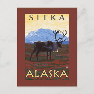 Carte Postale Scène Caribou - Sitka, Alaska