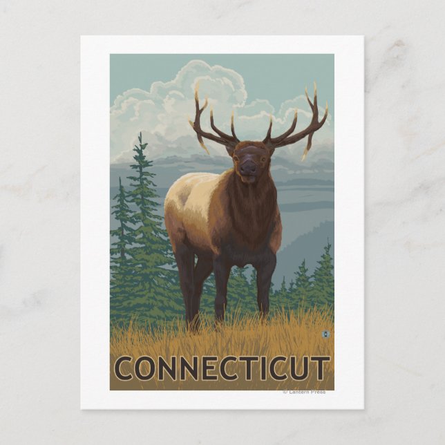 Carte Postale Scène ConnecticutElk (Devant)