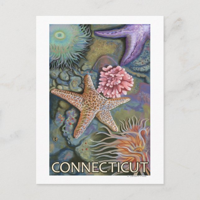 Carte Postale Scène ConnecticutTidepool (Devant)