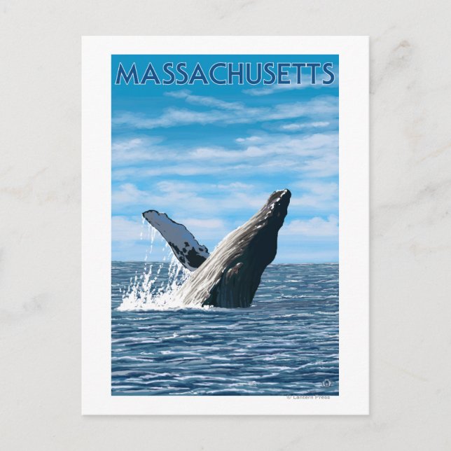 Carte Postale Scène de baleine à bosse du Massachusetts (Devant)