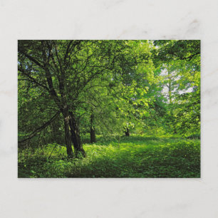 Carte Postale Scène De Bois. Blackweir Woods, Cardiff