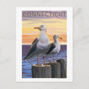 Carte Postale Scène de goélands marins du Connecticut