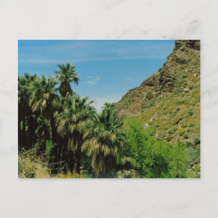 Carte Postale Scène de Palm Springs
