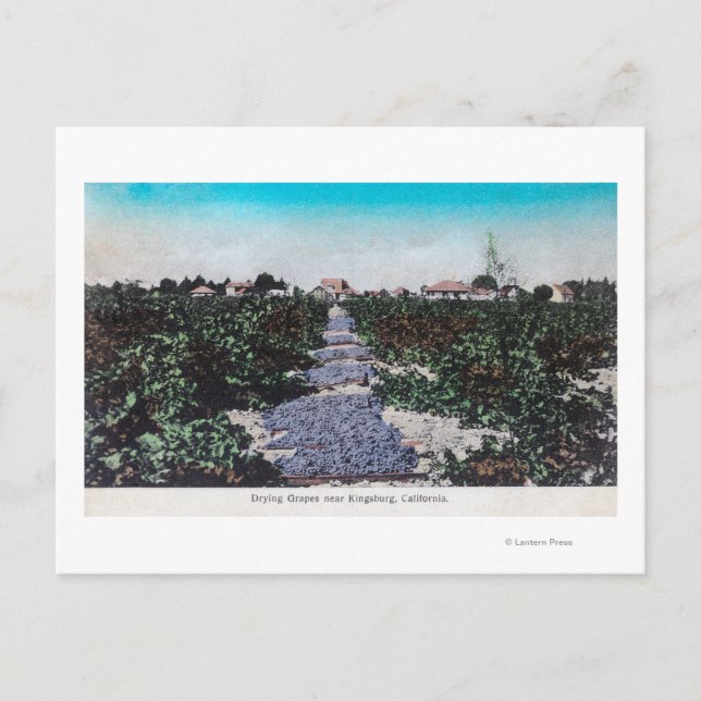 Carte Postale Scène de vignoble de raisins SéchageKingsburg, CA (Devant)