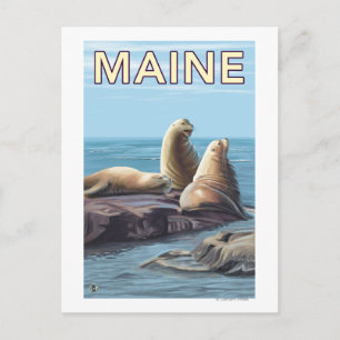 Carte Postale Scène des lions de MaineSea