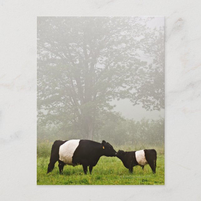 Carte Postale Scène désagréable de la vache galloway ceinturée q (Devant)