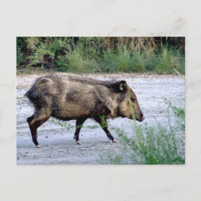 Carte Postale Scène du désert du Chihuahuan 10 javelina (Devant)