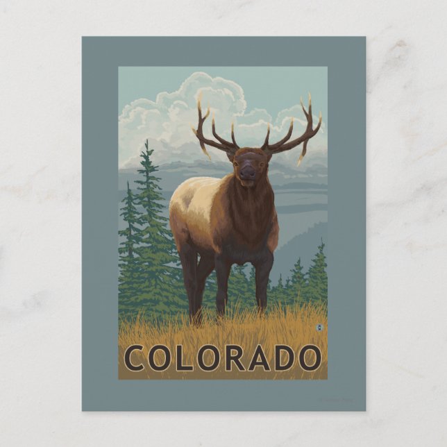 Carte Postale Scène Elk Colorado (Devant)
