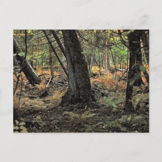 Carte Postale Scène forestière d'automne (Devant)