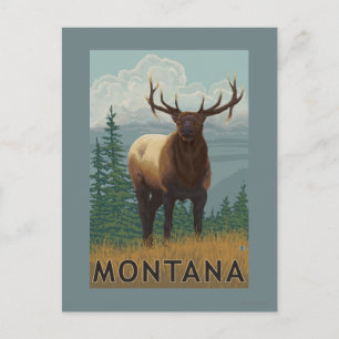 Carte Postale Scène MontanaElk