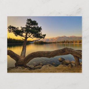 Carte Postale Scène naturelle