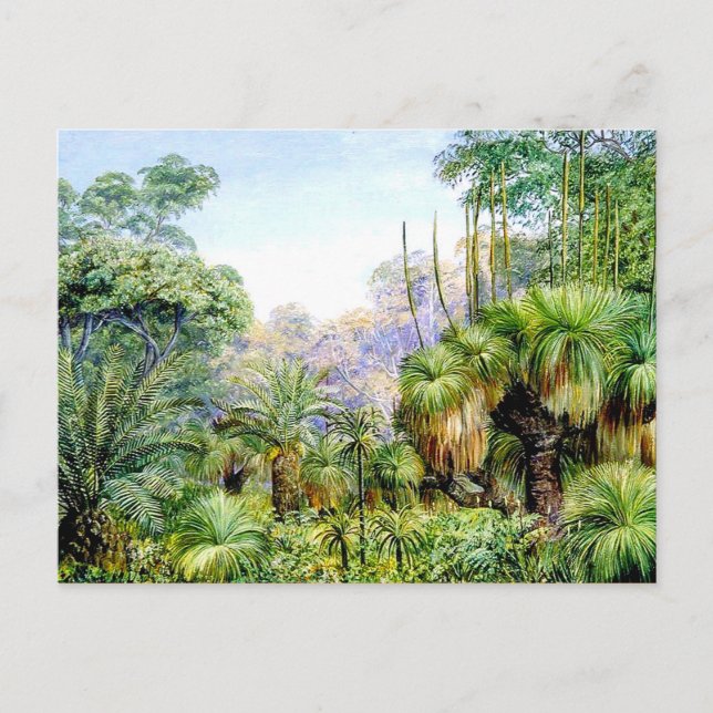 Carte Postale Scène nord - Forêt dans l'ouest de l'Australie (Devant)