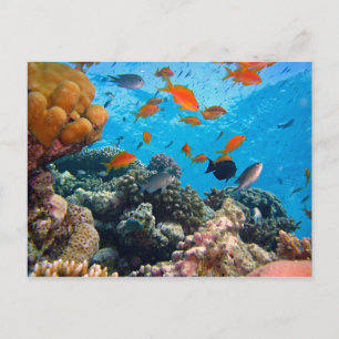 Carte Postale Scène sous-marine