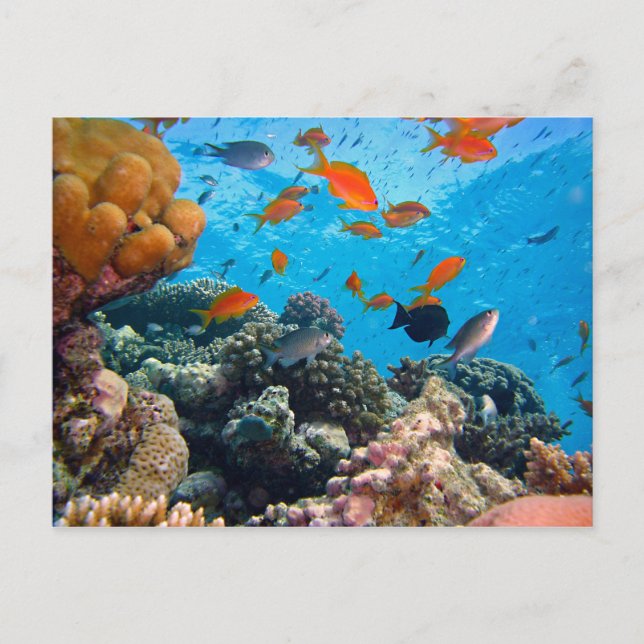 Carte Postale Scène sous-marine (Devant)