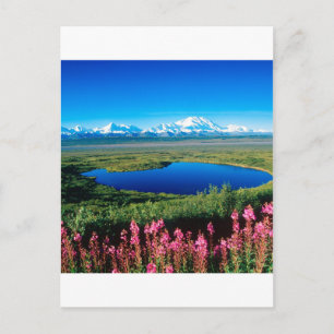 Carte Postale Scene Tundra Mount Mckinley Denali Alaska