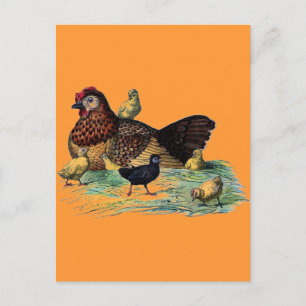 Carte Postale Scène vintage d'élevage de poules et poules