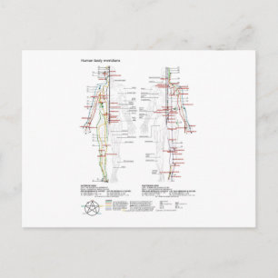 Carte postale Schéma Méridiens chinois Musculature