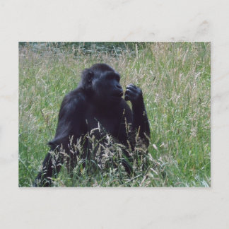 Carte Postale Schimpanse