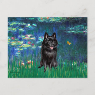 Carte Postale Schipperke 4 - Lys 5