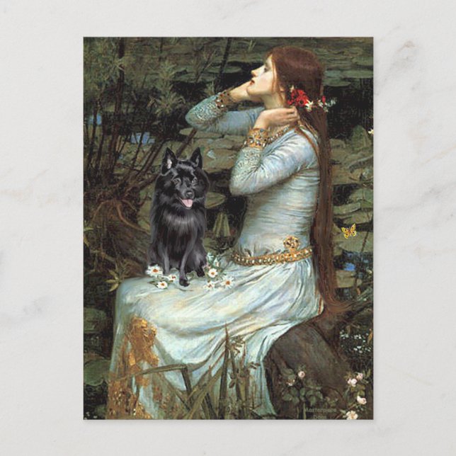 Carte Postale Schipperke 4 - Ophelia Siège (Devant)