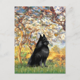 Carte Postale Schipperke 6 - Printemps