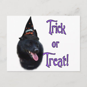 Carte Postale Schipperke Trick