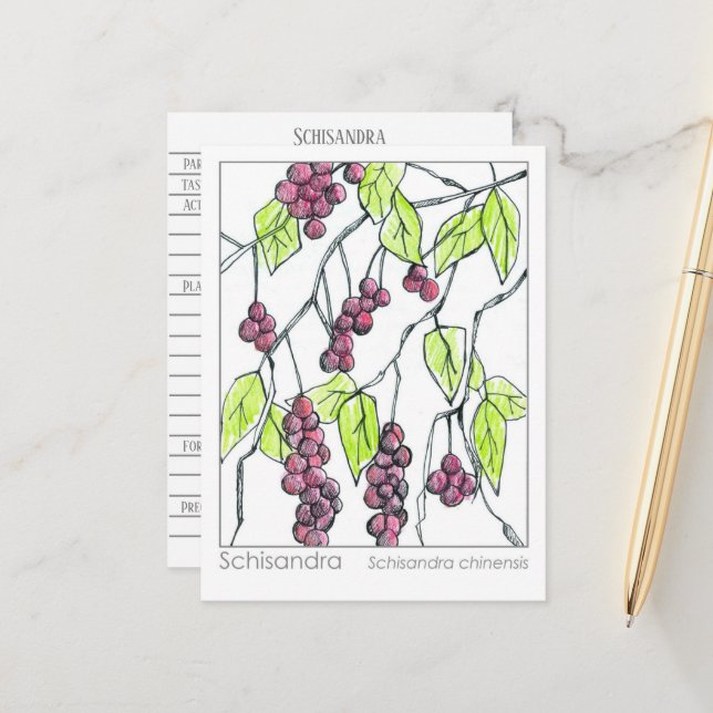 Carte Postale Schisandra Herb Materia Medica Cards Herbal Study (Devant/Arrière en situation)