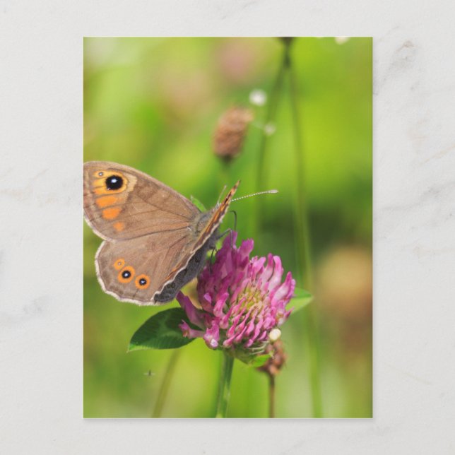 Carte Postale Schmetterling (Devant)