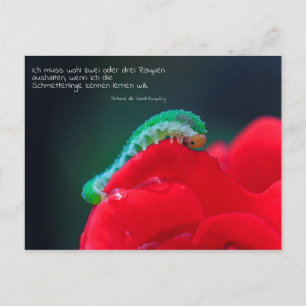 Carte Postale Schmetterlinge sehen