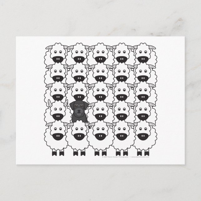 Carte Postale Schnauzer dans le mouton (Devant)