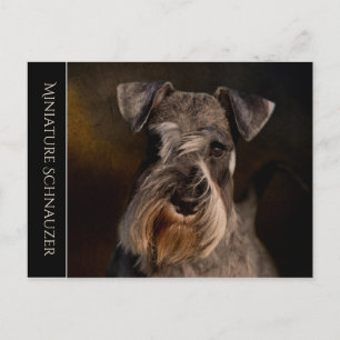 Carte postale Schnauzer miniature