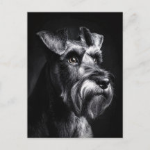 Schnauzer Monochrome Portrait