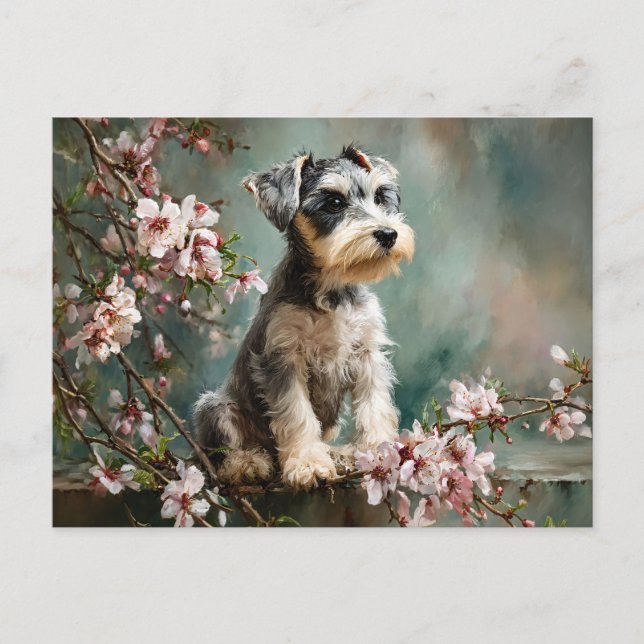 Carte Postale Schnauzer Puppy Among Spring Cherry Blossoms (Devant)