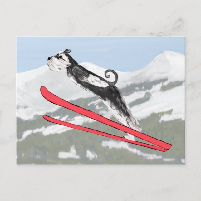 Carte Postale Schnauzer sur Skis ! (Devant)