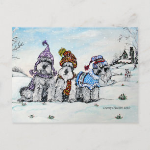 Carte Postale Schnauzers en hiver