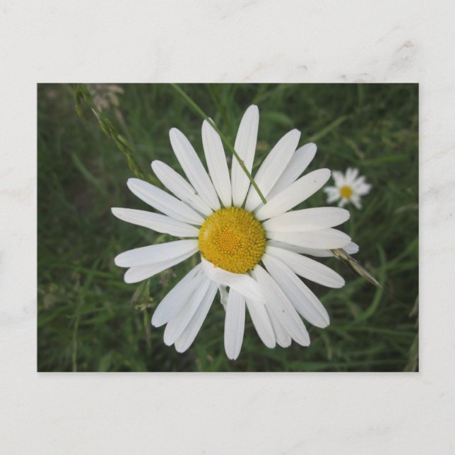 Carte Postale Schüchterne Margarithe (Devant)