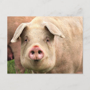 Carte Postale Schwein gehabt