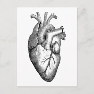 Carte Postale Science de l'anatomie cardiaque