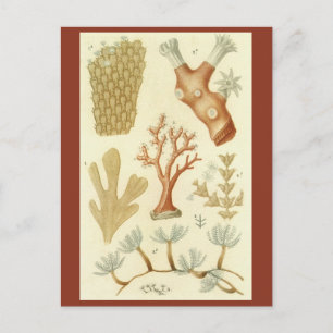 Carte Postale Science Textbook Biologie, Corail Vintage Animaux