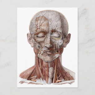 Carte Postale Science vintage de l'anatomie humaine, nez de gorg
