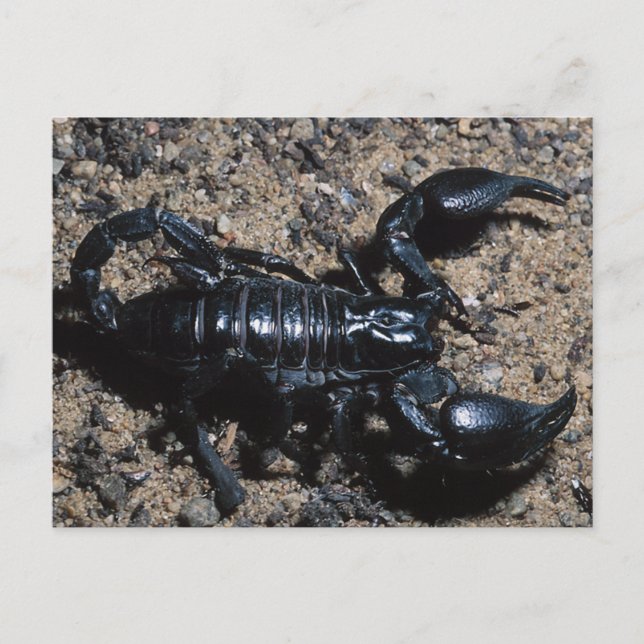 Carte Postale Scorpion (Devant)