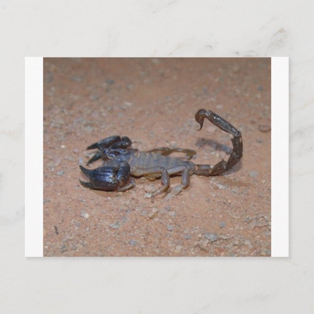 Carte Postale Scorpion (Devant)