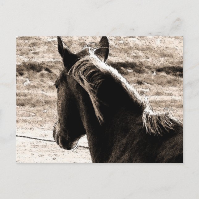 Carte Postale Scotch dans les tons Brown (Devant)