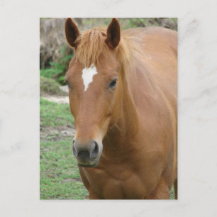 Carte Postale Scotch the Horse