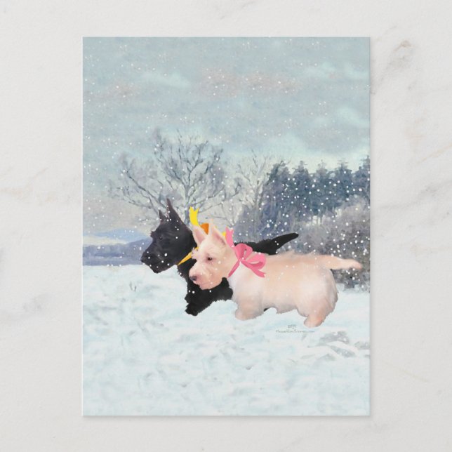 Carte Postale Scottie (Devant)