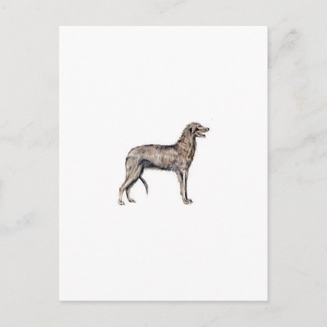 Carte Postale Scottish Deerhound (Devant)
