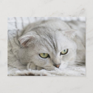Carte postale Scottish Fold Cat Pet Animal